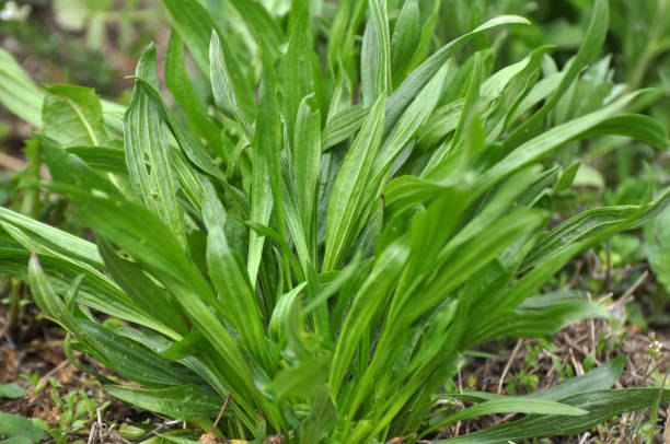 jitrocel rostlina